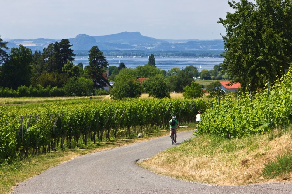 Radfahrer fahren durch Weinberge zum See - Bodensee