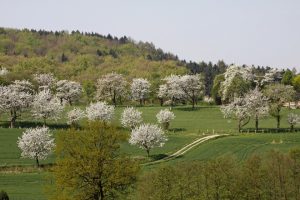 Frühlingslandschaft mit Kirschbäumen im April, Hagen a.T.W., Osnabrücker Land