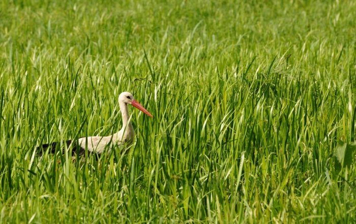 Ein Storch auf Nahrungssuche in den Feuchtwiesen im Spreewald