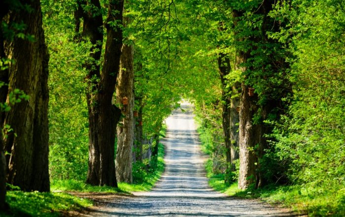 Baumallee im Frühsommer in Mecklenburg