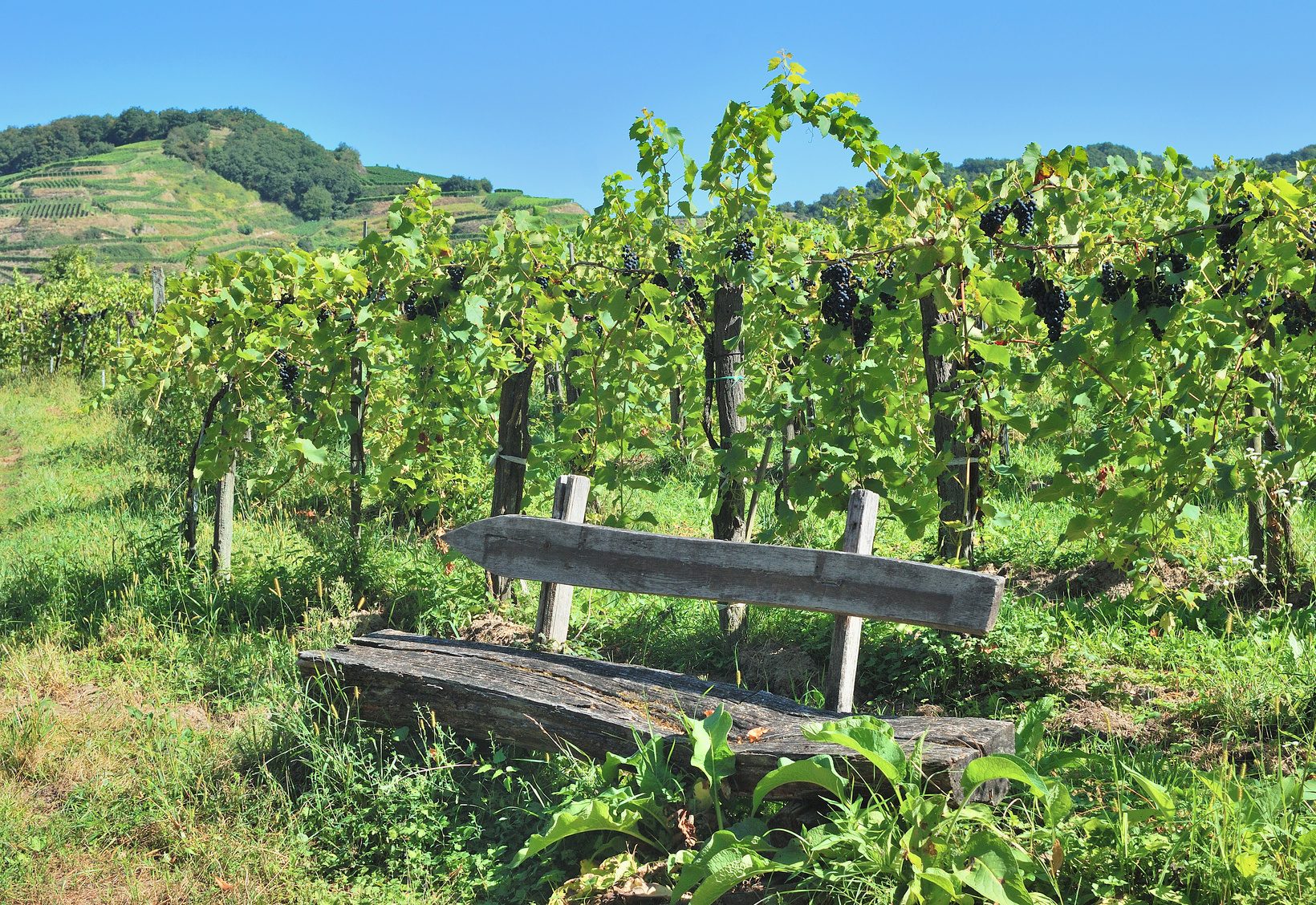 Idyllischer Platz am Kaiserstuhl im Schwarzwald