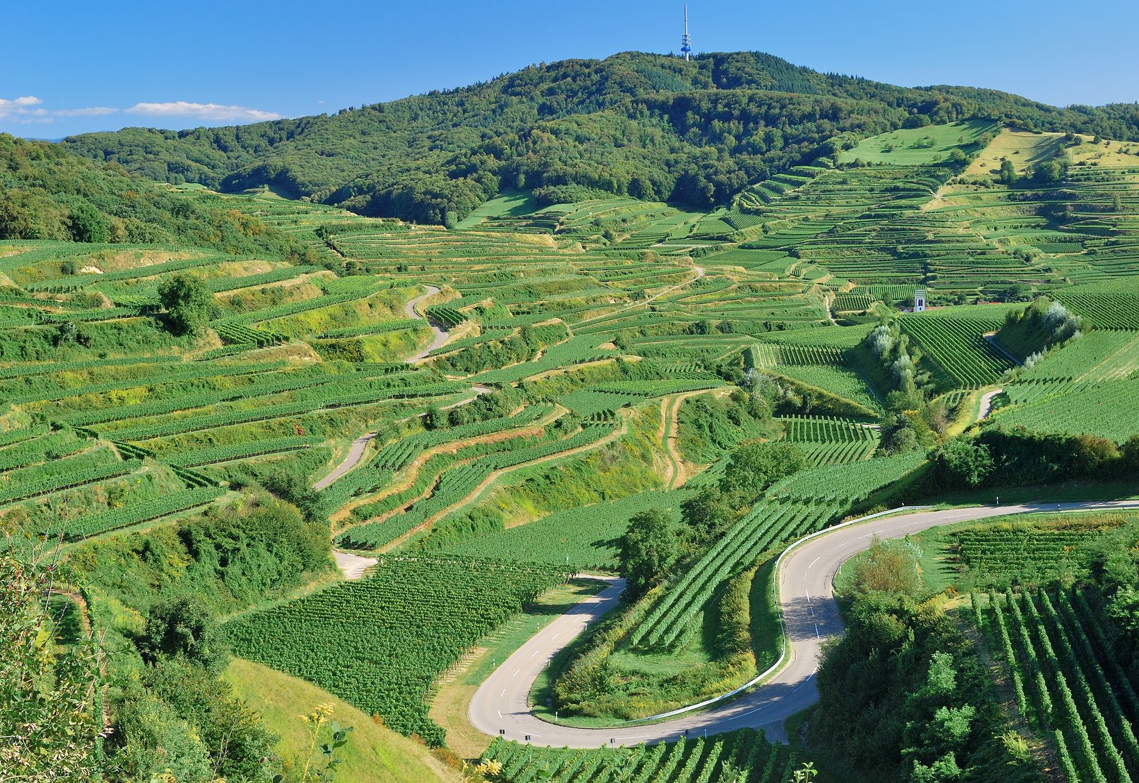 Weinbaugebiet am Berg Totenkopf im Kaiserstuhl