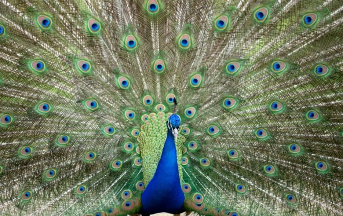 Pfau schlägt Rad