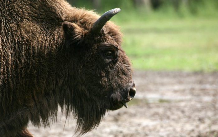 Wisent