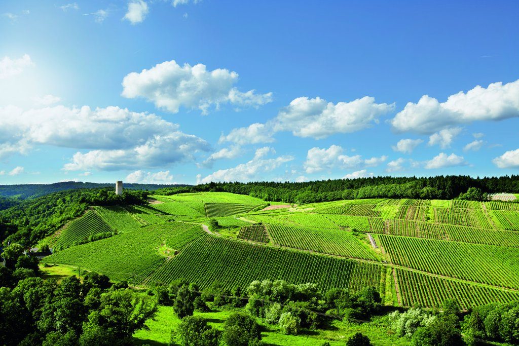 Kiedrich / Rheingau: Weingut Robert Weil