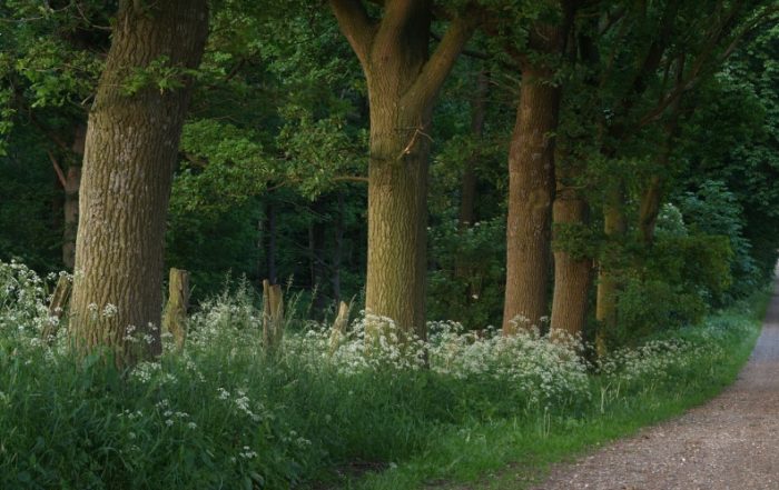 Allee im Kreis Plön