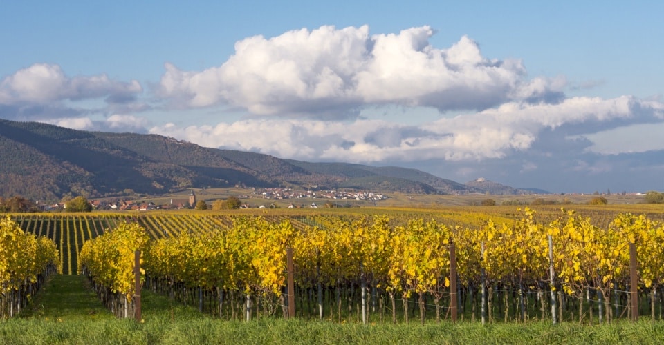 Weinbaugebiet Pfalz - Tradition mit Prädikat