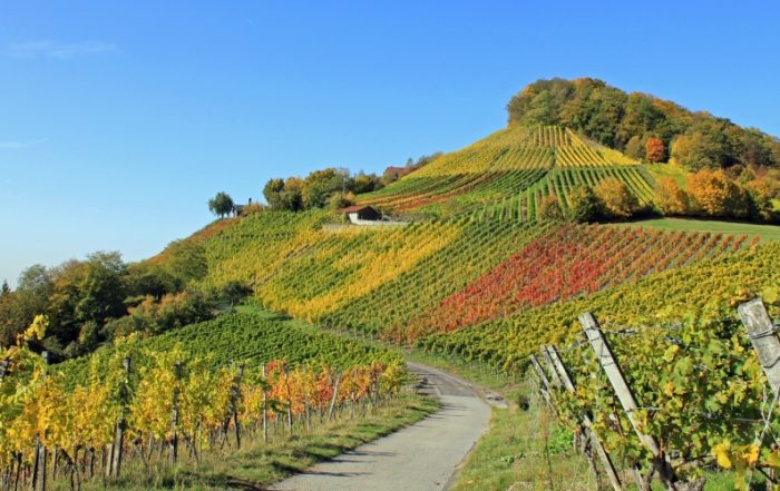 Herbststimmung: Weinberge im Handthal (Franken, Bayern)