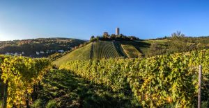 Burg Scharfenstein bei Kiedrich im Weinbaugebiet Rheingau
