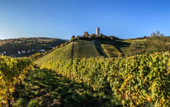 Burg Scharfenstein bei Kiedrich im Weinbaugebiet Rheingau
