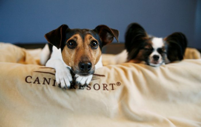 Gast im Canis Resort