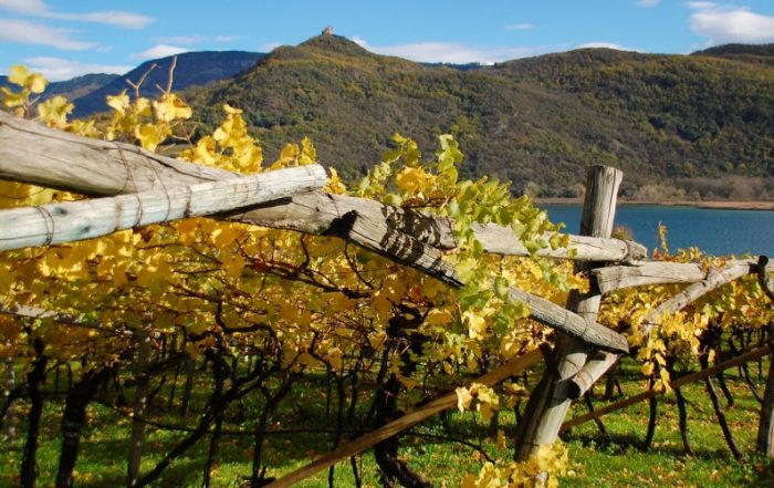 Weinberg am Kalterer See