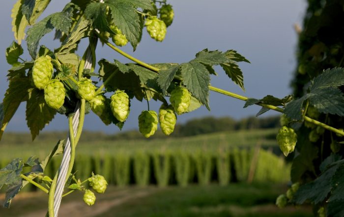 Hopfendolden
