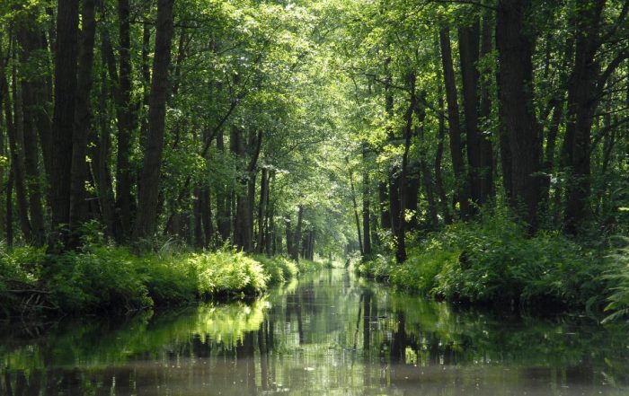 Spreewald