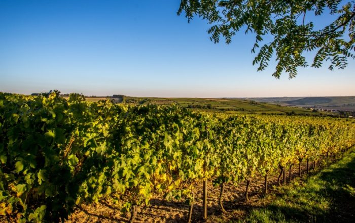 Abendstimmung in den Weinbergen