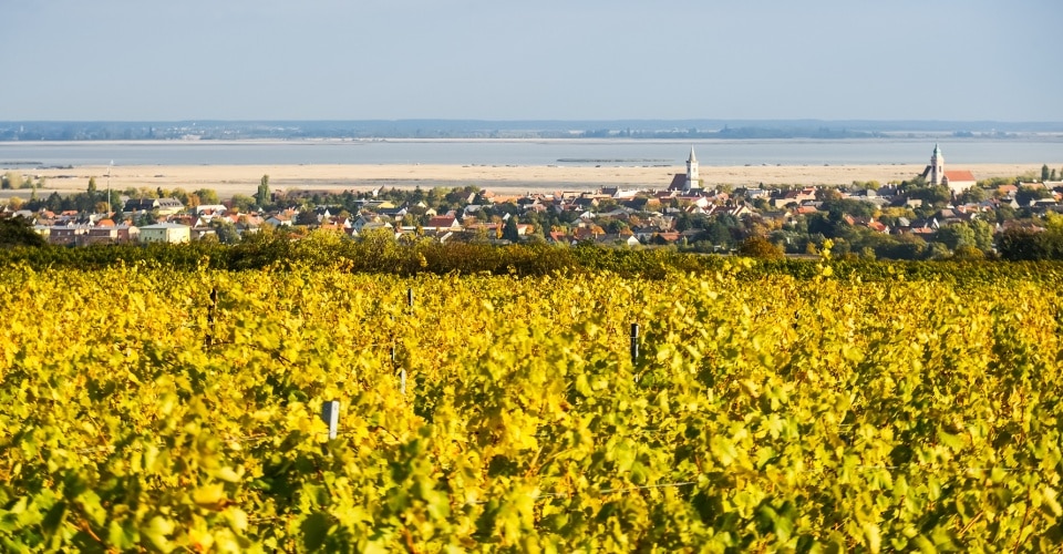Weingärten am Neusiedlersee bei Mörbisch und Rust