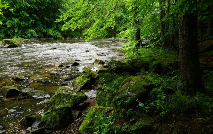 Urwald Bayerischer Wald - Wandern auf dem Böhmweg