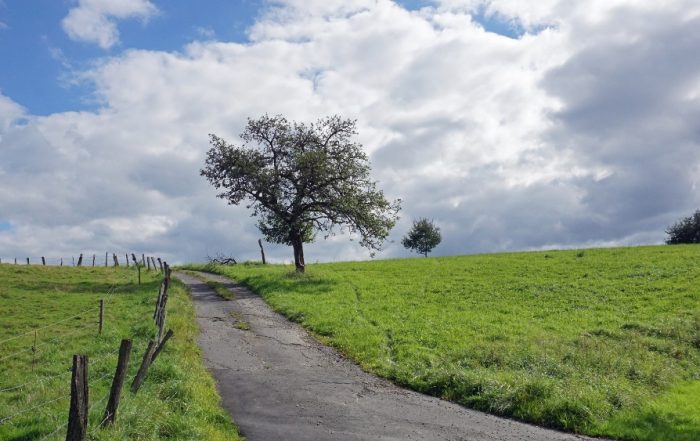 Apfelbaum am Feldweg