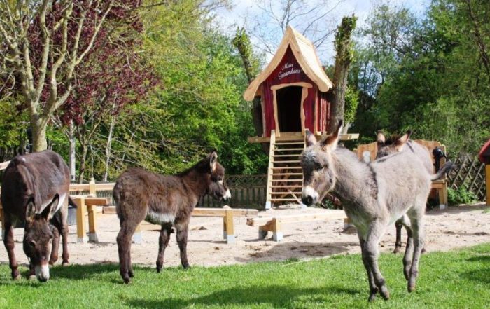 Esel auf dem Esel- und Landspielhof Nessendorf