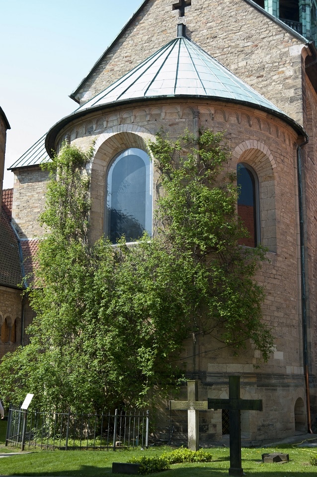 1000-jähriger Rosenstock am Dom Hildesheim