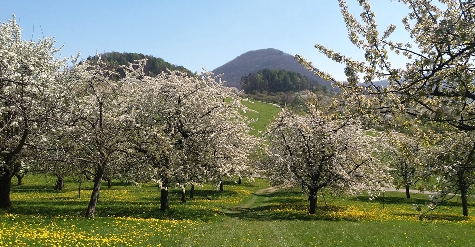 Blühende Obstbaumwiesen bei Beuren