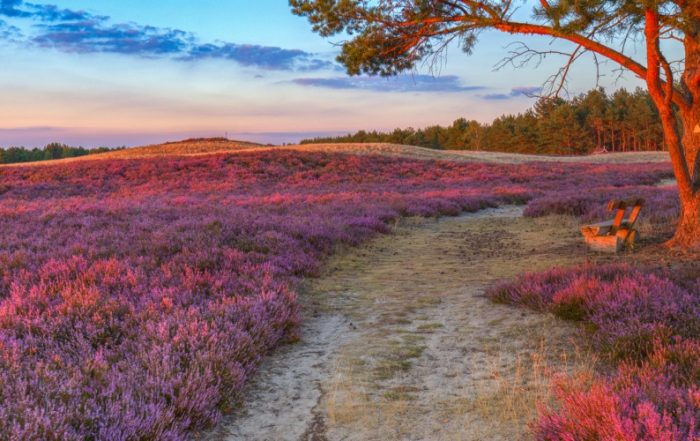 Sonnenuntergang im August im Naturschutzgebiet Nemitzer Heide