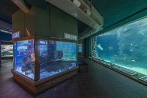 Deutsches Meeresmuseum Stralsund, Aquariengewölbe