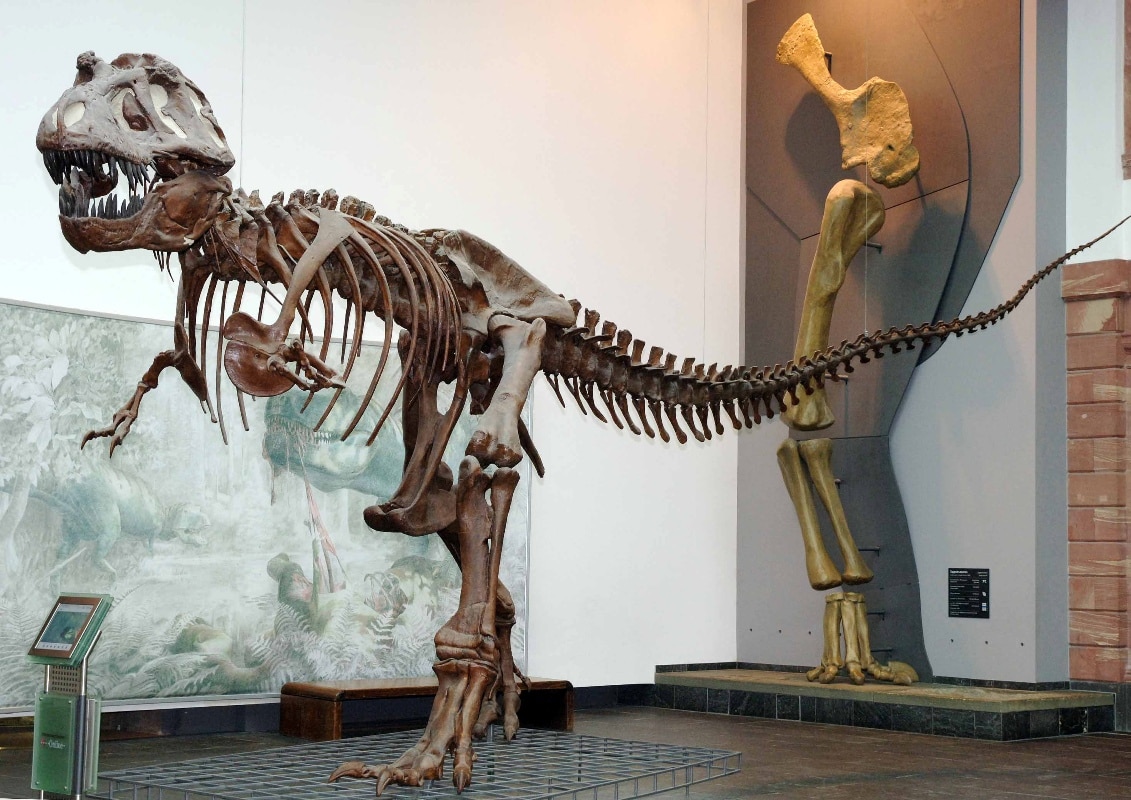Tyrannosaurus Rex im Senckenberg Museum