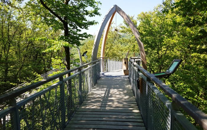 Baumkronenweg im Buchenwald, Nationalpark