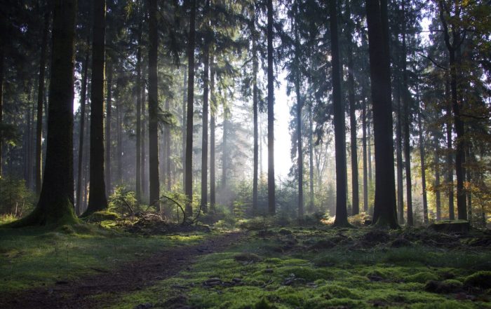 Wandern im Odenwald - Nibelungensteig