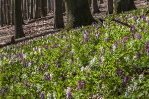 Lerchenspornblüte im Naturschutzgebiet Freeden - Hermannsweg