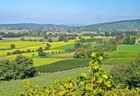 Markgräflerland bei Freiburg im Sommer