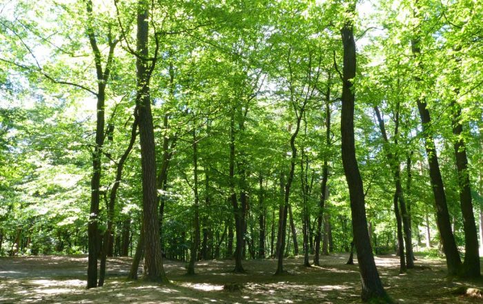 Wandern im Frankenwald - Nortwaldweg