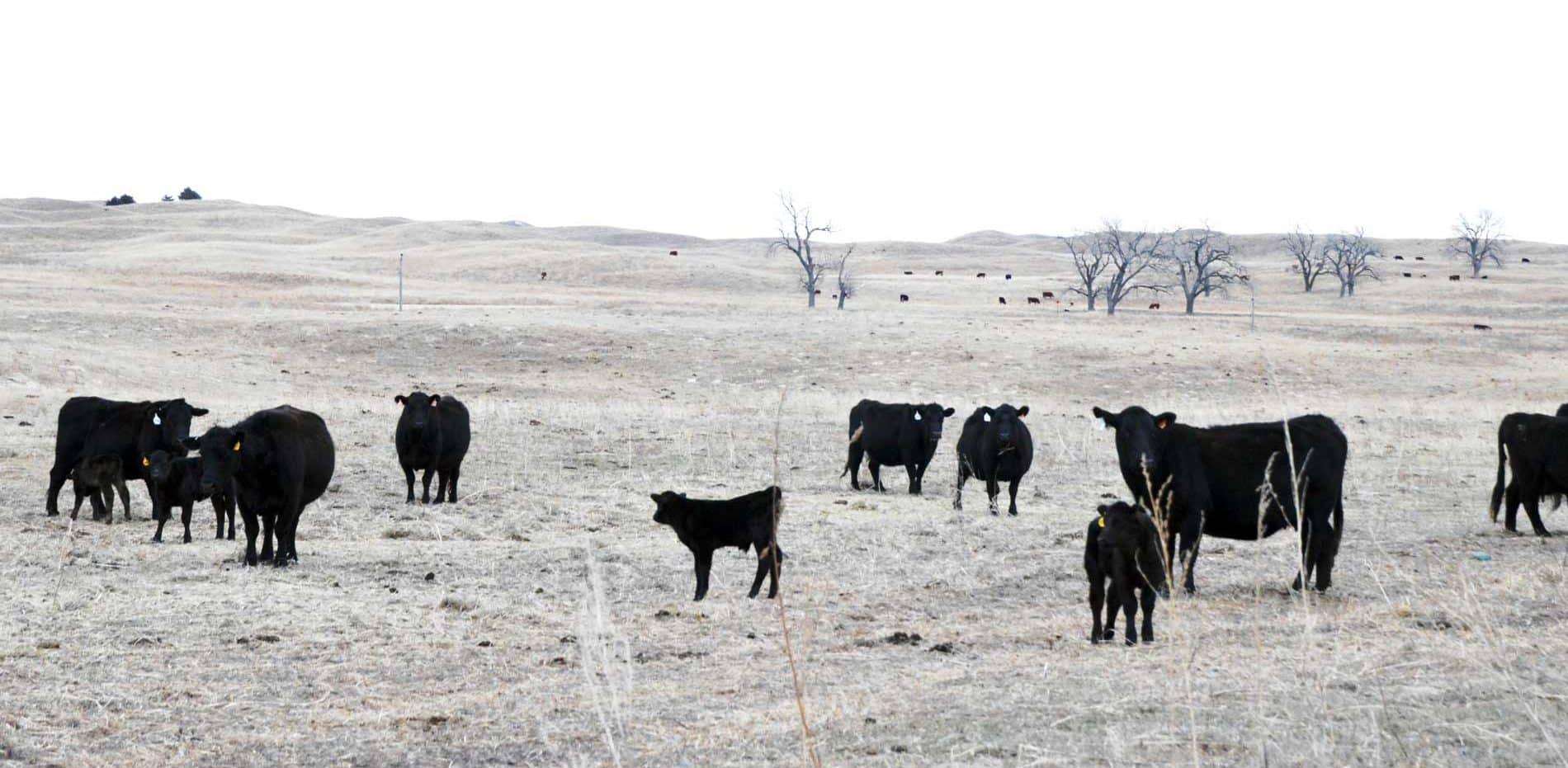 Rinder auf der Morgan Ranch