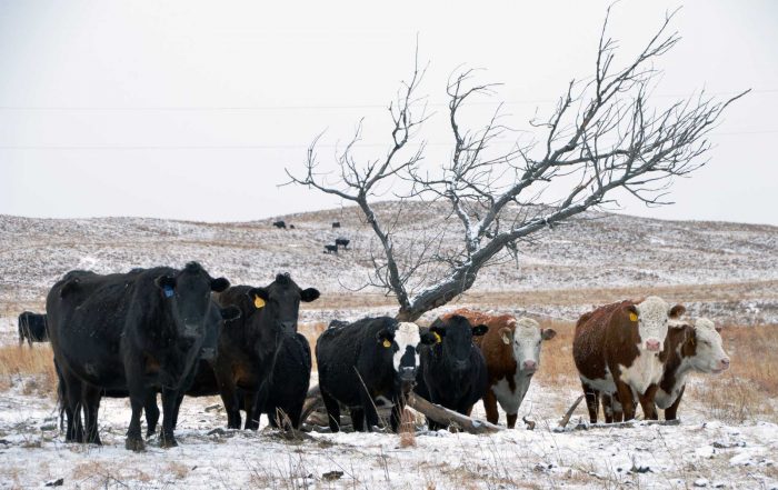 Rinder auf der Morgan Ranch