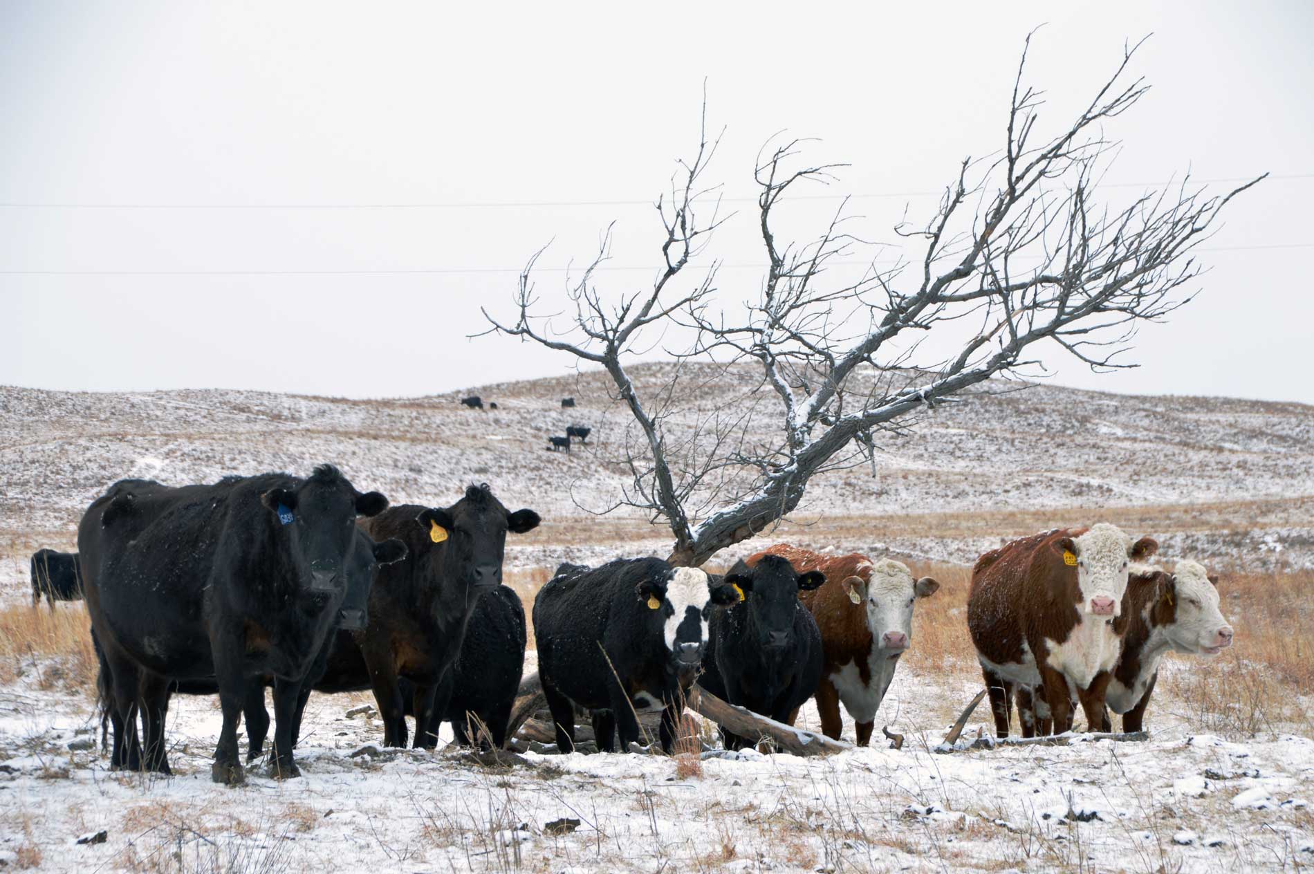 Rinder auf der Morgan Ranch
