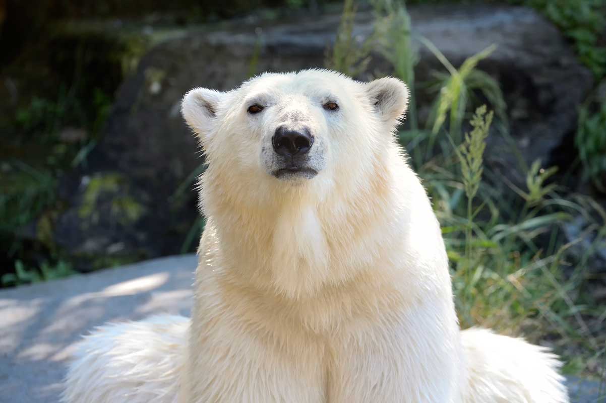 Eisbär Tonja im Tierpark Berlin - Zoos Deutschland