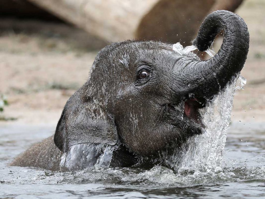Die schönsten Zoos Deutschlands