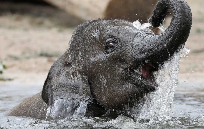 Baby-Elefant - Zoos Deutschland