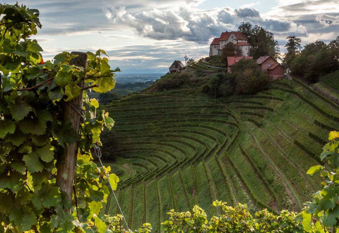 Schloss Staufenberg in Durbach - Ortenauer Weinpfad