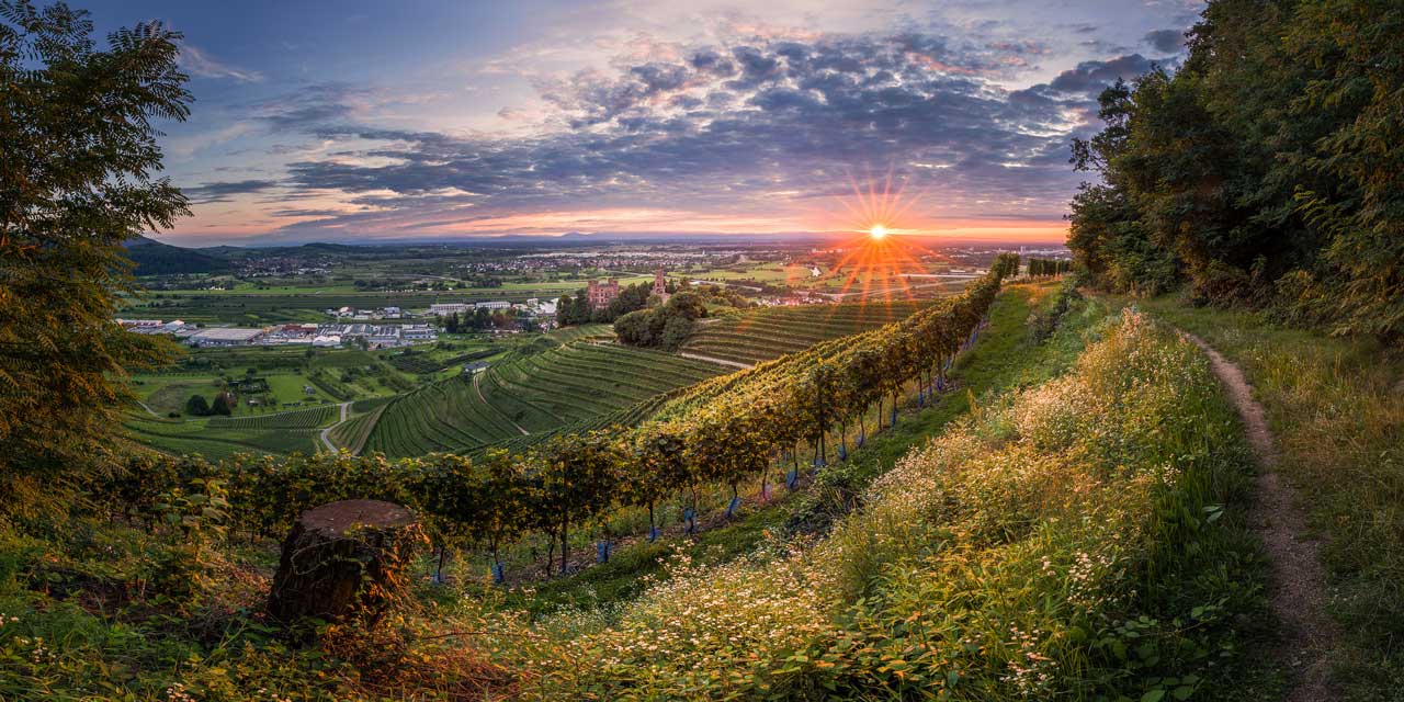 Blick auf badische Reblandschaft - Ortenauer Weinpfad