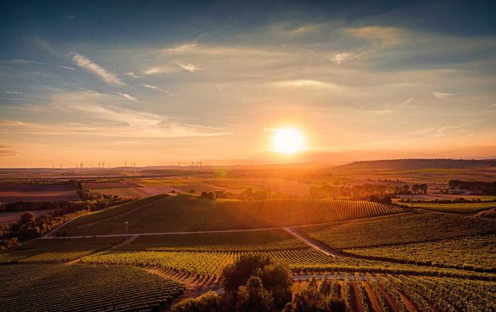 Rheinhessen Panorama - RheinTerrassenWeg