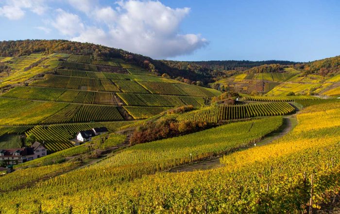 Weinberge im Ahrtal - Rotweinwanderweg