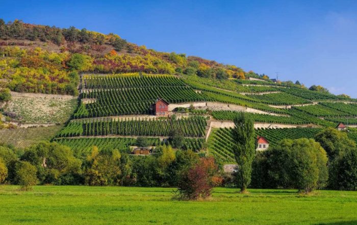 Saale-Unstrut-Weinberge - Saale-Weinwanderweg