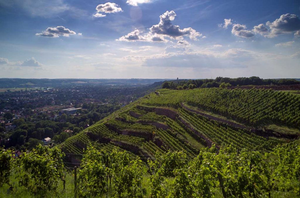 Der Sächsische Weinwanderweg