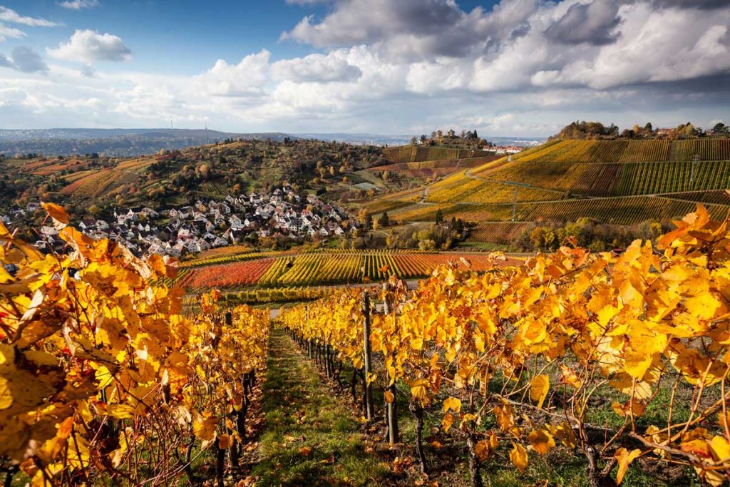 Herbstliche Weinberge bei Rotenberg - Stuttgarter Weinwanderwege