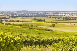 Rebenlandschaft in Hohenlohe - Der Württembergische Weinwanderweg