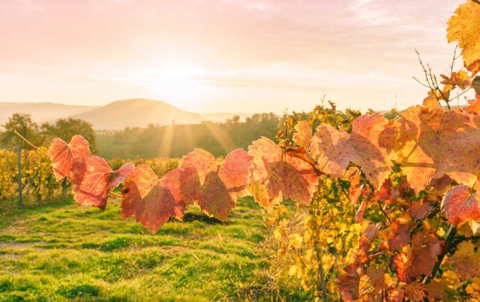 Herbstliche Weinberge in Hohenlohe - Der Württembergische Weinwanderweg