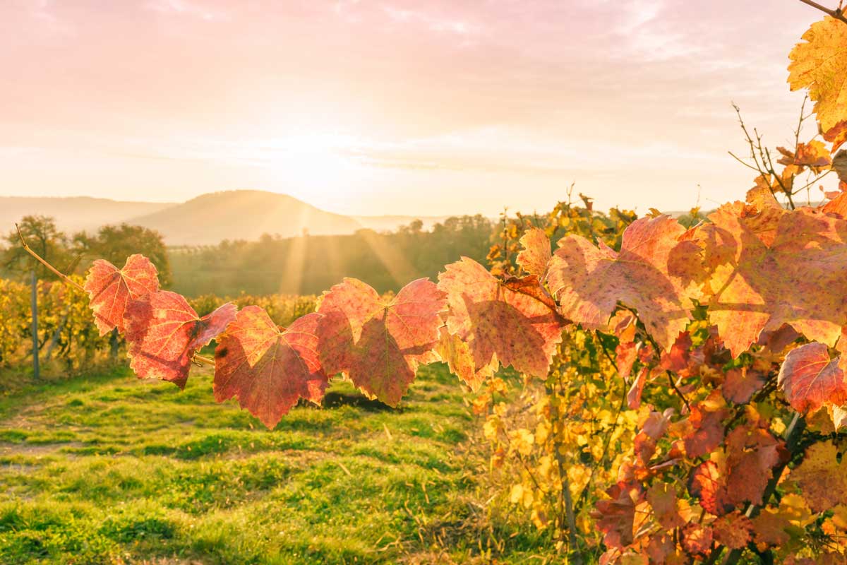 Herbstliche Weinberge in Hohenlohe - Der Württembergische Weinwanderweg
