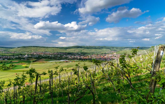 Weinberge im Remstal - Remstal-Route